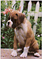 Puppy.gif (15842 bytes)